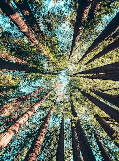 Forêt vue du sol vers le ciel -coaching professionnel Landes – formation soft skills entreprise – Audrey Martin Coaching
