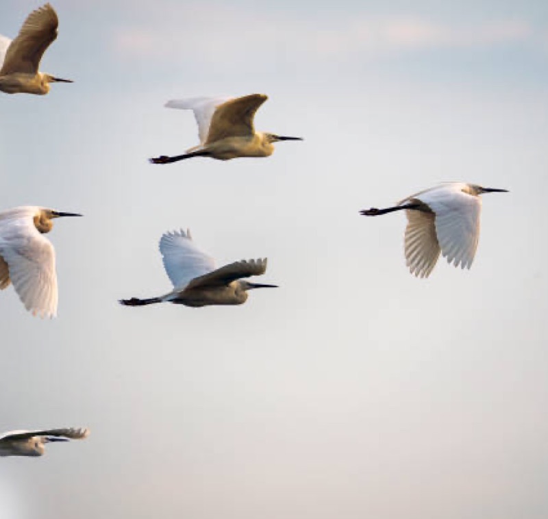 Oiseaux en vol en formation - coaching professionnel Landes – formation soft skills entreprise – Audrey Martin Coaching