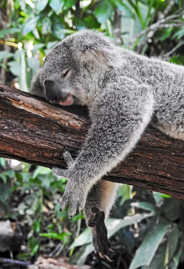 Photo d'un koala en train de dormir sur une branche, pour illustrer les bienfaits du repos lorsqu'on sent que sa vie est équilibrée grâce aux formations sur la gestion du stress, gestion des émotions et aux séances de coaching. gestion du stress – Audrey Martin Coaching – accompagnement individuel ou collectif